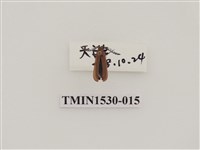 藏品(前角扣頭蟲科)的圖片